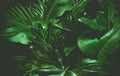 Green Background Concept.Tropical Palm Leaves, Jungle Leaf