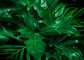 Green background concept.Tropical palm leaves, jungle leaf close up Royalty Free Stock Photo