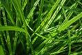 Background of green long grass closeup
