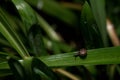 Green background created from an image showing a set of leaves