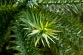 Green leaves of Cunninghamia lanceolata, close up. Royalty Free Stock Photo