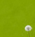 Green background with dandelion Royalty Free Stock Photo