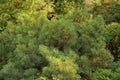 Green background from the decorative coniferous lops of tree