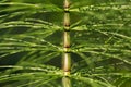 Horsetail stem close up in spring Royalty Free Stock Photo