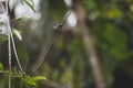 Green background with a dragonfly perched on a branch of a shrub Royalty Free Stock Photo