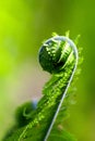 Green background of fern. Royalty Free Stock Photo