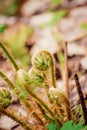Green background of fern. Fern fiddlehead unfurling with selective focus. Sprout and bud fern close-up, macro. Royalty Free Stock Photo