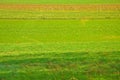 Green background - field of Slovenia in windy weather