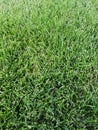 Green background of fresh grass turfgrass Royalty Free Stock Photo