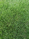 Green background of fresh grass turfgrass Royalty Free Stock Photo