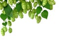 Green background. Fresh and Ripe Hops ready for harvesting. Brewing concept.  Beer production ingredient. Royalty Free Stock Photo