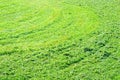Green background of freshly cut grass. Natural texture of field. Royalty Free Stock Photo