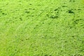 Green background of freshly cut grass. Natural texture of field Royalty Free Stock Photo