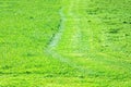 Green background of freshly cut grass. Natural texture of field Royalty Free Stock Photo