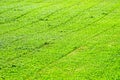 Green background of freshly cut grass. Natural texture of field Royalty Free Stock Photo
