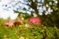 Green background with funny pink tropical flower Royalty Free Stock Photo