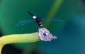 Lotus pond leaves, dragonflies in the lotus leaves above the branches to stay, natural scenery Royalty Free Stock Photo