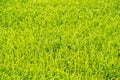 Green background of grass leaf in field on full flame photo pattern Royalty Free Stock Photo