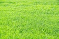 Green background of grass leaf in field on full flame photo pattern Royalty Free Stock Photo