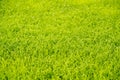 Green background of grass leaf in field on full flame photo pattern, Royalty Free Stock Photo