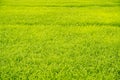 Green background of grass leaf in field on full flame photo pattern Royalty Free Stock Photo