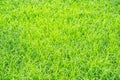 Green background of grass leaf in field on full flame photo pattern Royalty Free Stock Photo