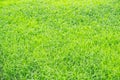 Green background of grass leaf in field on full flame photo pattern Royalty Free Stock Photo