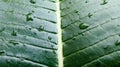 Green background,Green leaf texture There are drops of water after the rain. Royalty Free Stock Photo