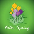 Green background Hello Spring - vector banner with yellow and purple crocuses