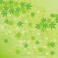 Green background of Japanese maple leaves Royalty Free Stock Photo