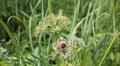 Green background with lady bug photo