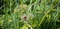 Green background with lady bug photo