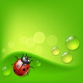 Green background with ladybird and dew Royalty Free Stock Photo