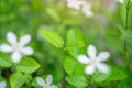 Fresh young bud soft green leaves blossom on natural greenery plant and white flower blurred background under sunlight in garden, Royalty Free Stock Photo