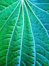 green background of leaf look beautiful