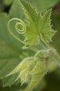 Leaf and pumpkin bud Royalty Free Stock Photo