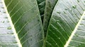 Green background,Green leaf texture There are drops of water after the rain. Royalty Free Stock Photo