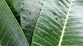 Green background,Green leaf texture There are drops of water after the rain. Royalty Free Stock Photo