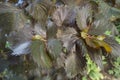 Leaves of copperleaf Acalypha wilkesiana