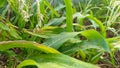 Leaves of corn covered with large drops after the rain