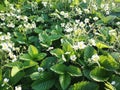 Green background with leaves and white flowers of wild strawberry in grass in meadow Royalty Free Stock Photo