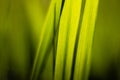 Green background, macro picture of grass