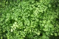 Green background of maidenhair fern, Bush Maidenhair Fern or Adiantum latifolium Lam.