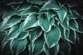 Green background with many Hosta leaves. beautiful ornamental plant for landscaping park and garden design Royalty Free Stock Photo