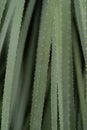 Green textured aloe plant leaves.