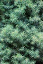 Green pine tree texture background with needle plant succulent