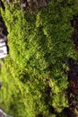 Green background with moss growing on the surface of the tree Royalty Free Stock Photo