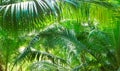 Green background with natural tropical palm leaves. Tropical lush foliage in jungle