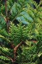 Green leaves of tuja, tuya background