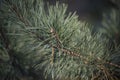Green background ob branch of a pine tree. Selective focus, blurred background Royalty Free Stock Photo
